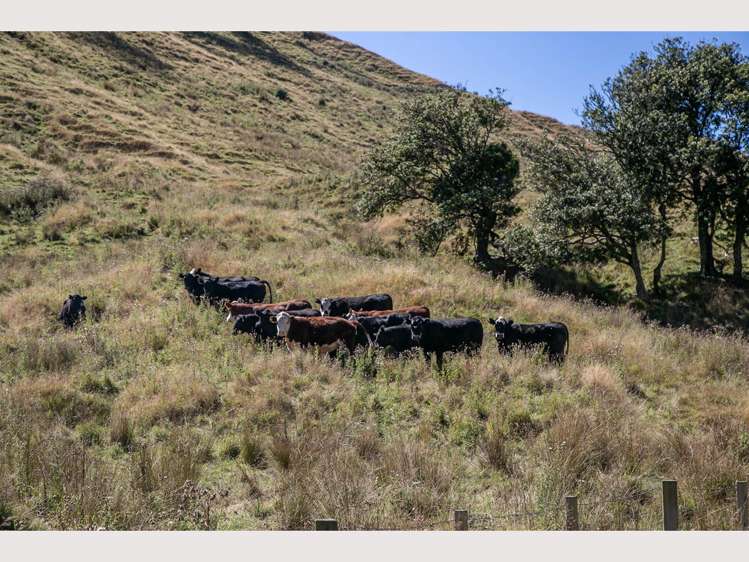 386 State Highway 4 Upokongaro_21