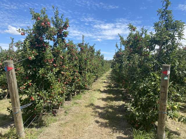Rockit Orchard No.2 LP Hastings_4