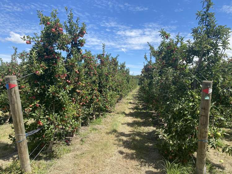 Rockit Orchard No.2 LP Hastings_4