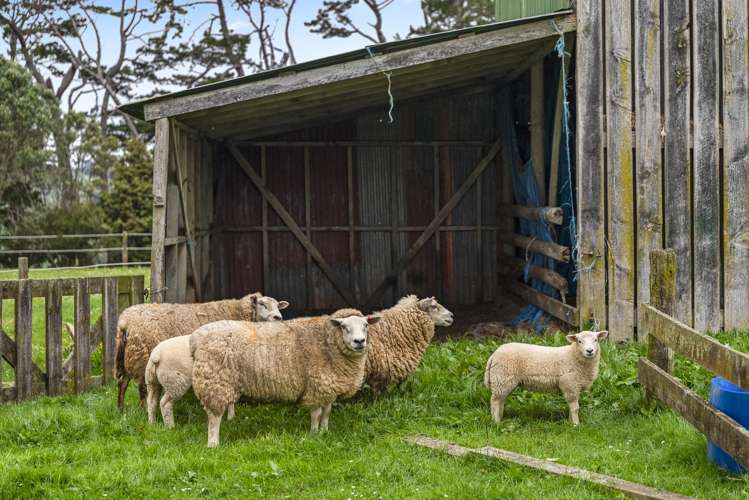 463D Wairamarama Onewhero Road Onewhero_13