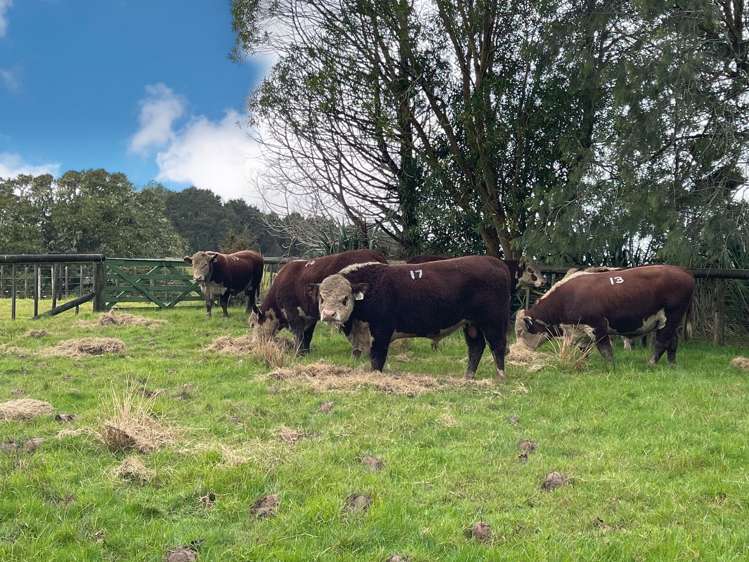 3688 State Highway 14 Tangiteroria_12