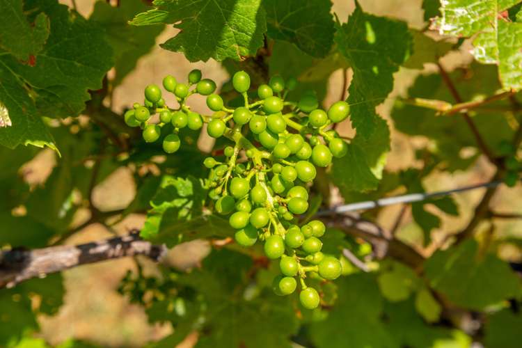 33 Rapaura Road Rapaura_8