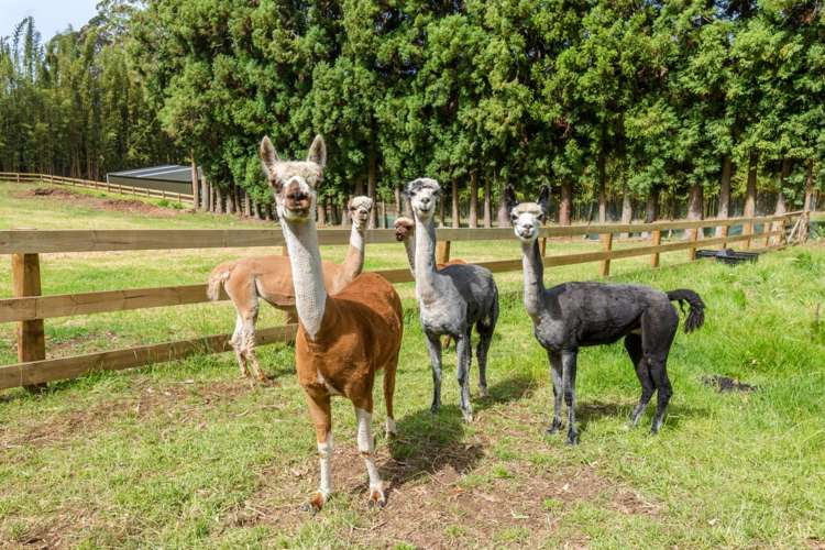 71b Cottle Hill Drive Kerikeri_7