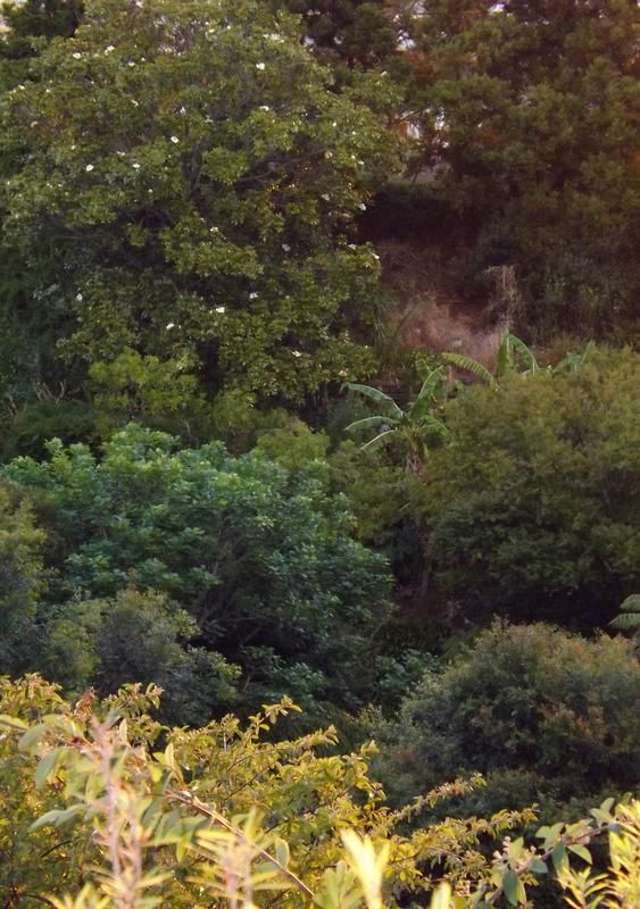 35 Punga Grove Avenue Riverside_2