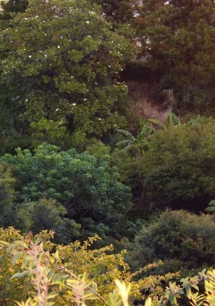 35 Punga Grove Avenue Riverside_2