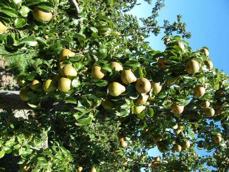 62 Edwards Road Lower Moutere_7