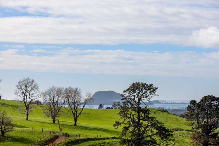 315 Ross Road Whakamarama_16