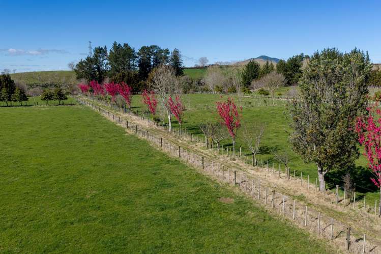 101 Ormsby Road Pirongia_19
