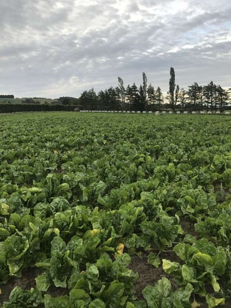 1259 Lakeside Road Milton_10