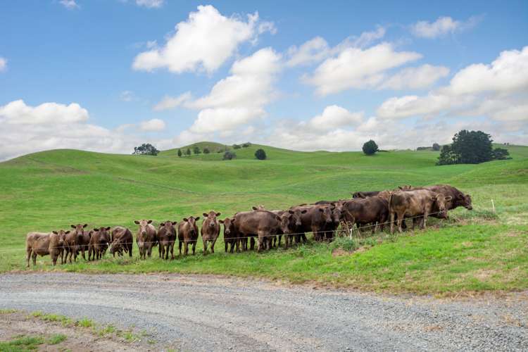 3160 Tahuna-Ohinewai Road Tahuna_25