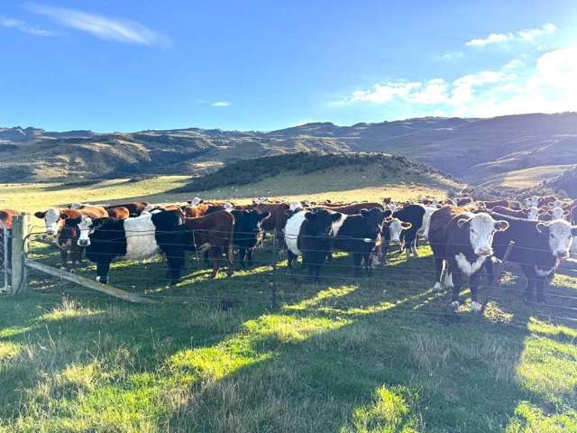 49 Top Road Middlemarch_2