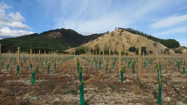 Sauvignon Blanc Vineyard Development Opportunity