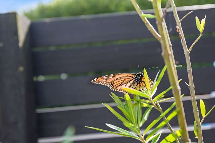 2/28 Rodney Street Howick_8