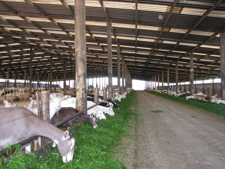 240 Bayly Road South Waikato_3