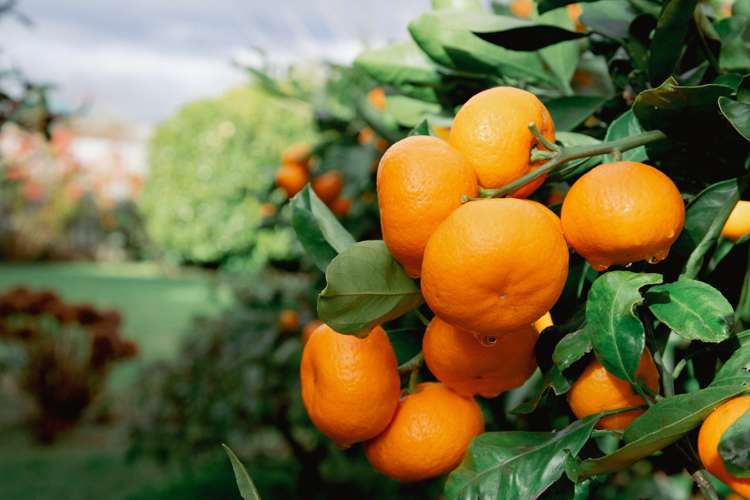 15 Guinane Street Dannevirke_18