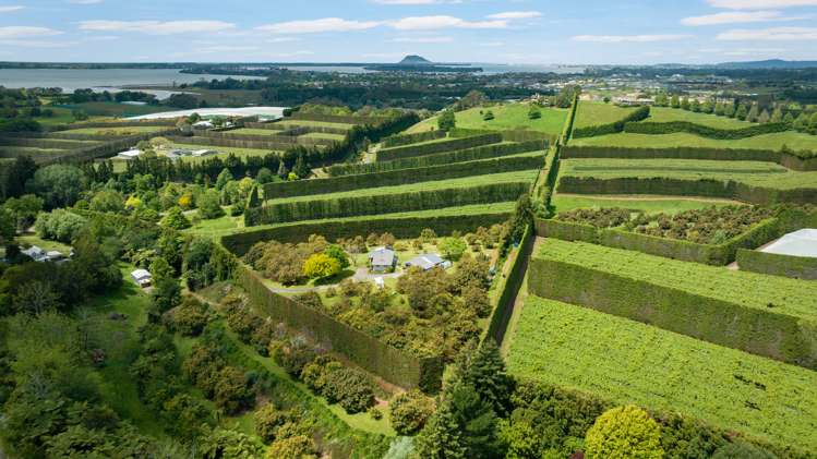 86b Pahoia Road Whakamarama_3