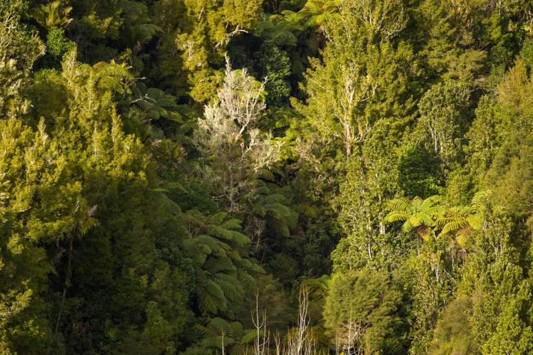528 Kopu Hikuai SH25A Thames-coromandel_8