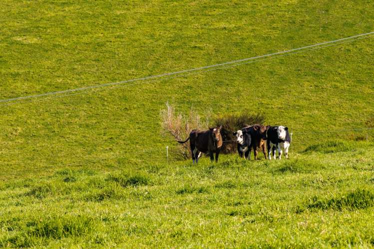 694 Millbrook Road Waipu_19
