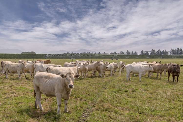 828 Methven Highway Winchmore_5