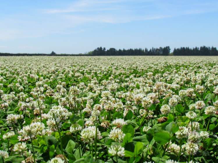 40 Dorie School Road Dorie_5