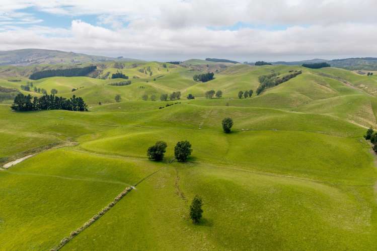 299 Domett Road Domett_4