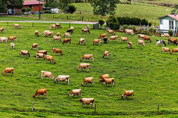 84 Adams Road Whareora_24