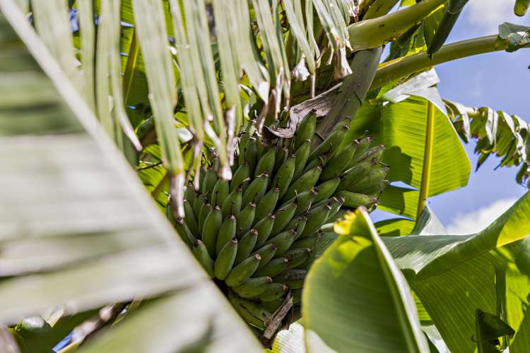 1021 Woodcocks Road Kaipara Flats_23