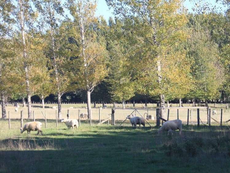 327 Bluff Rangitumau Road Rangitumau_21