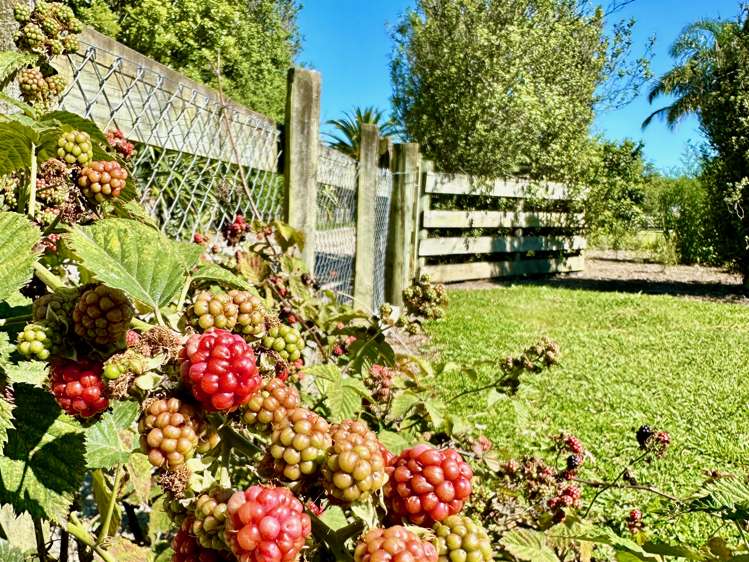 3 Granny Tarr Street Makaraka_21