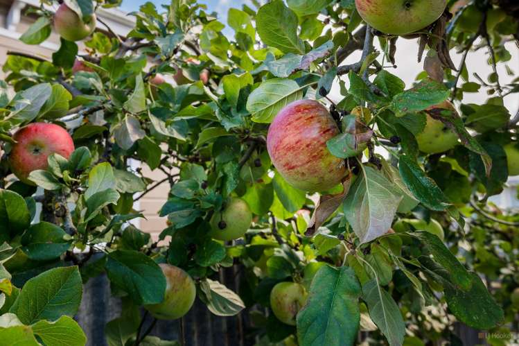 17 Manse Street Waimate_19