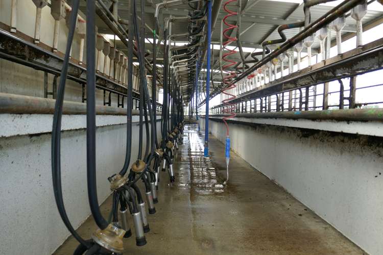 313 Springfield Road Totara_8