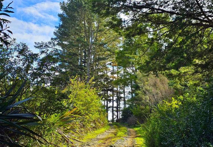 334 Otaua Road Taheke_11