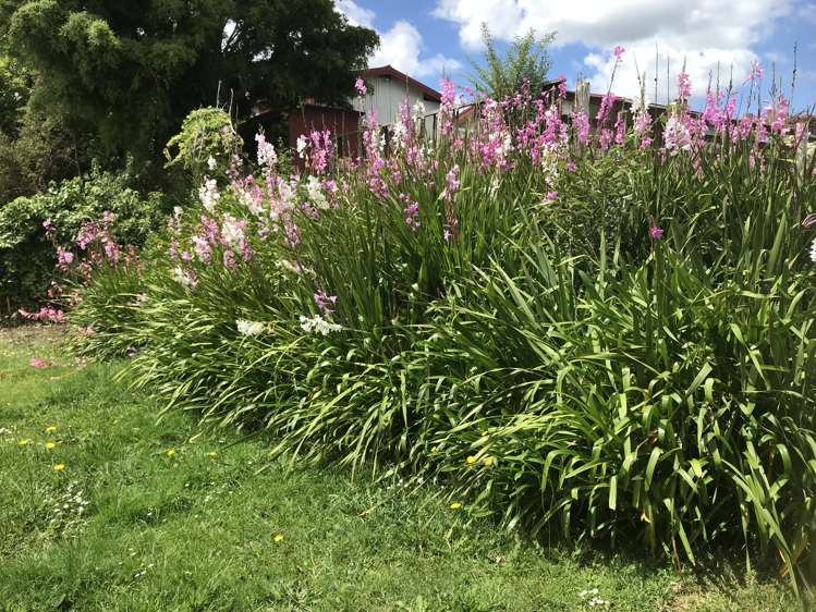 23 Mill Road Kawakawa_10