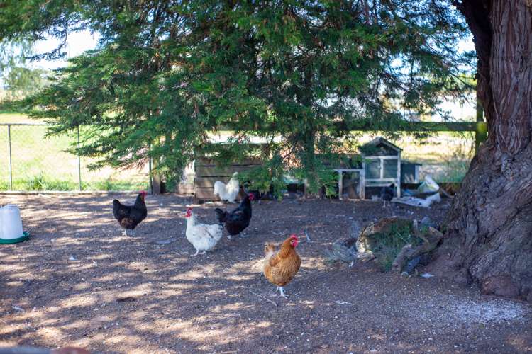 664 Brunswick Road Brunswick_13