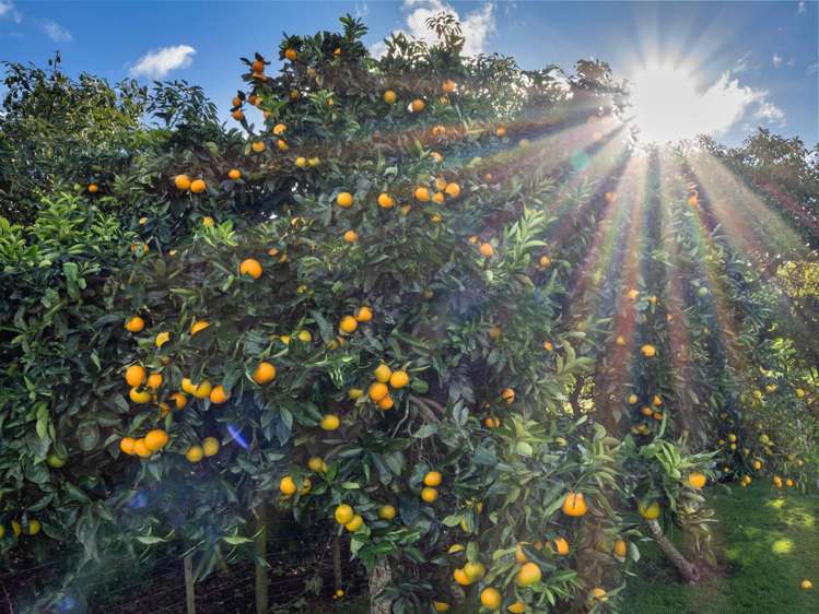 91 Morton Road Aongatete_23