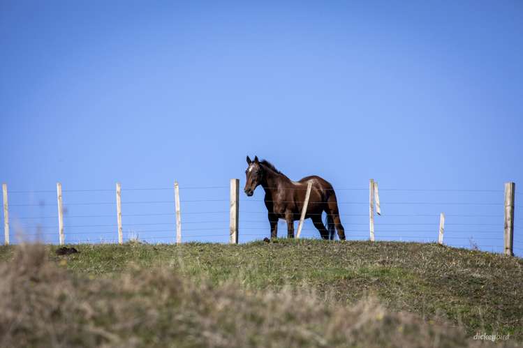 1517 Whaanga Road Raglan_15