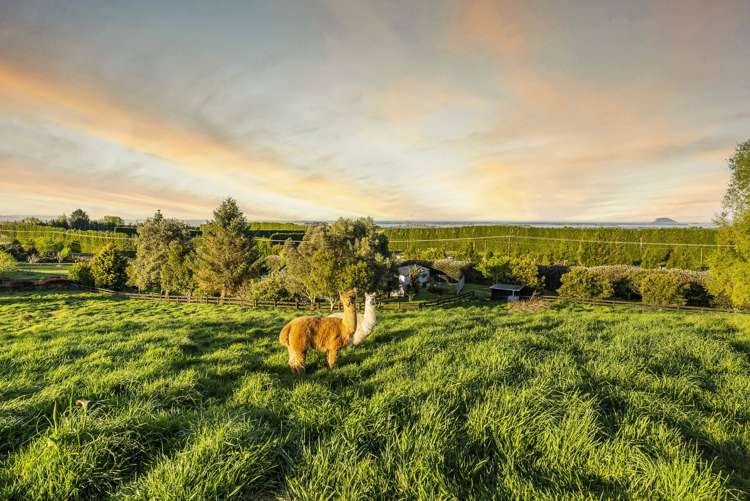 233 Ross Road Whakamarama_21