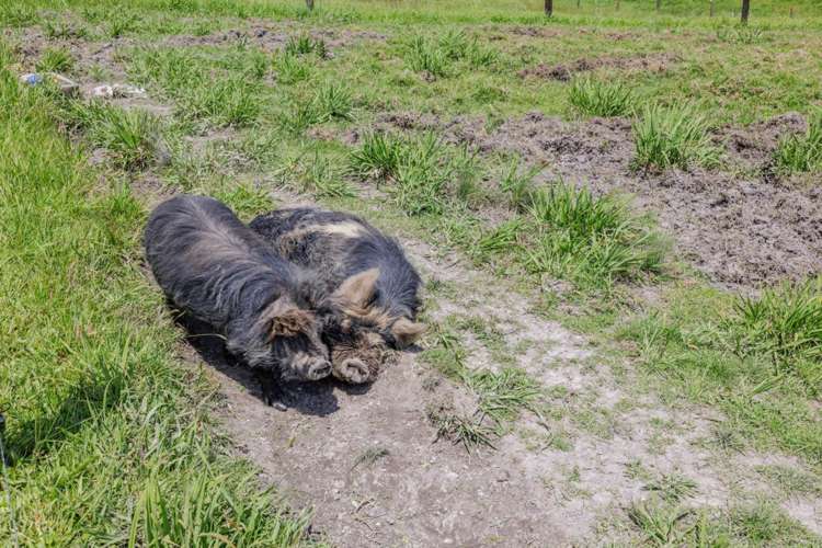 621b Puketona Road Haruru_11