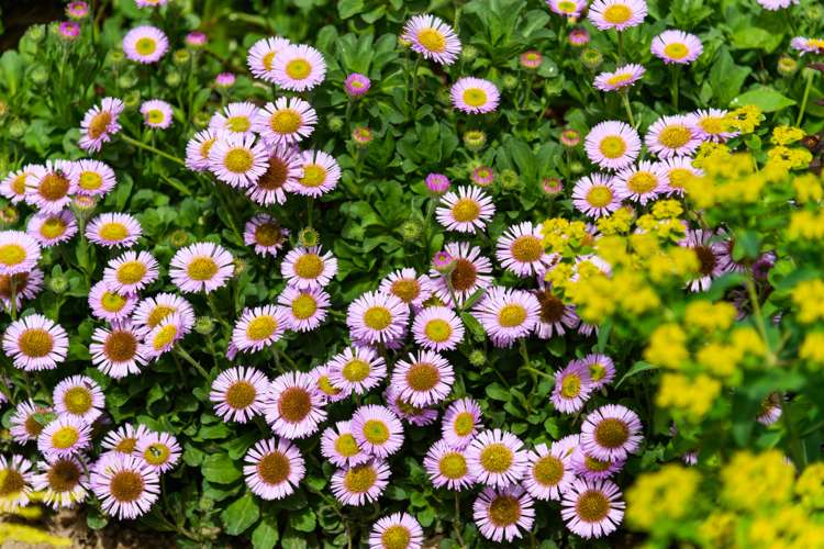 12 Dewe Avenue Feilding_23