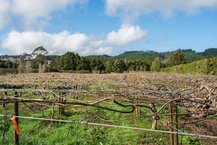 448 Ngunguru Road Glenbervie_14