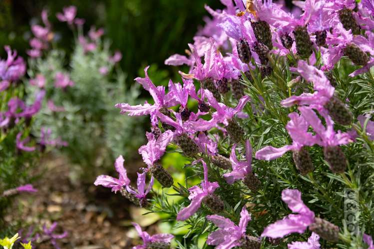 29 Cambridge Road Riverhead_7