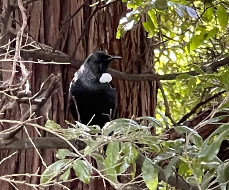 652A Te Whiti Road Te Whiti_30