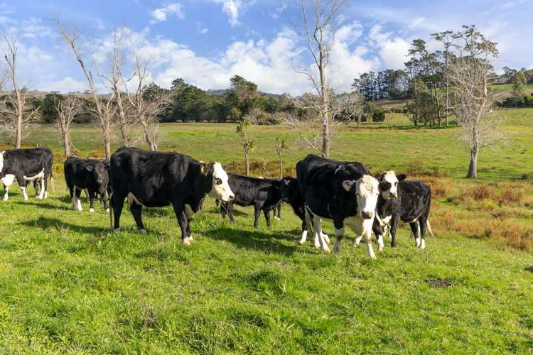 194 Waikoukou Valley Road Waimauku_23