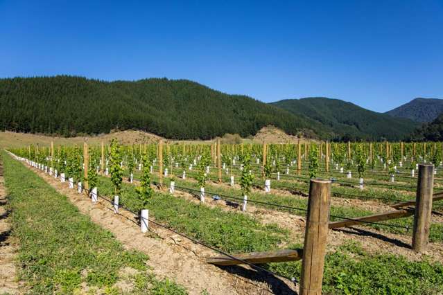 95 Speeds Road Koromiko_3