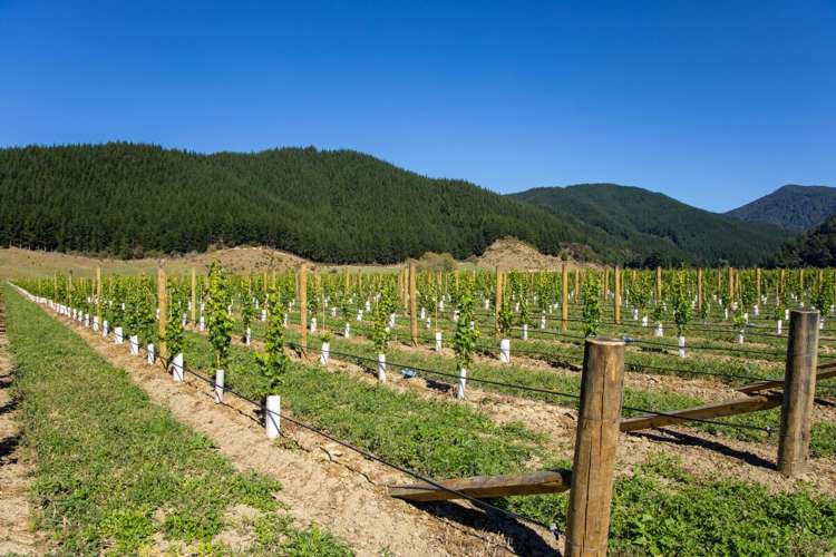 95 Speeds Road Koromiko_3