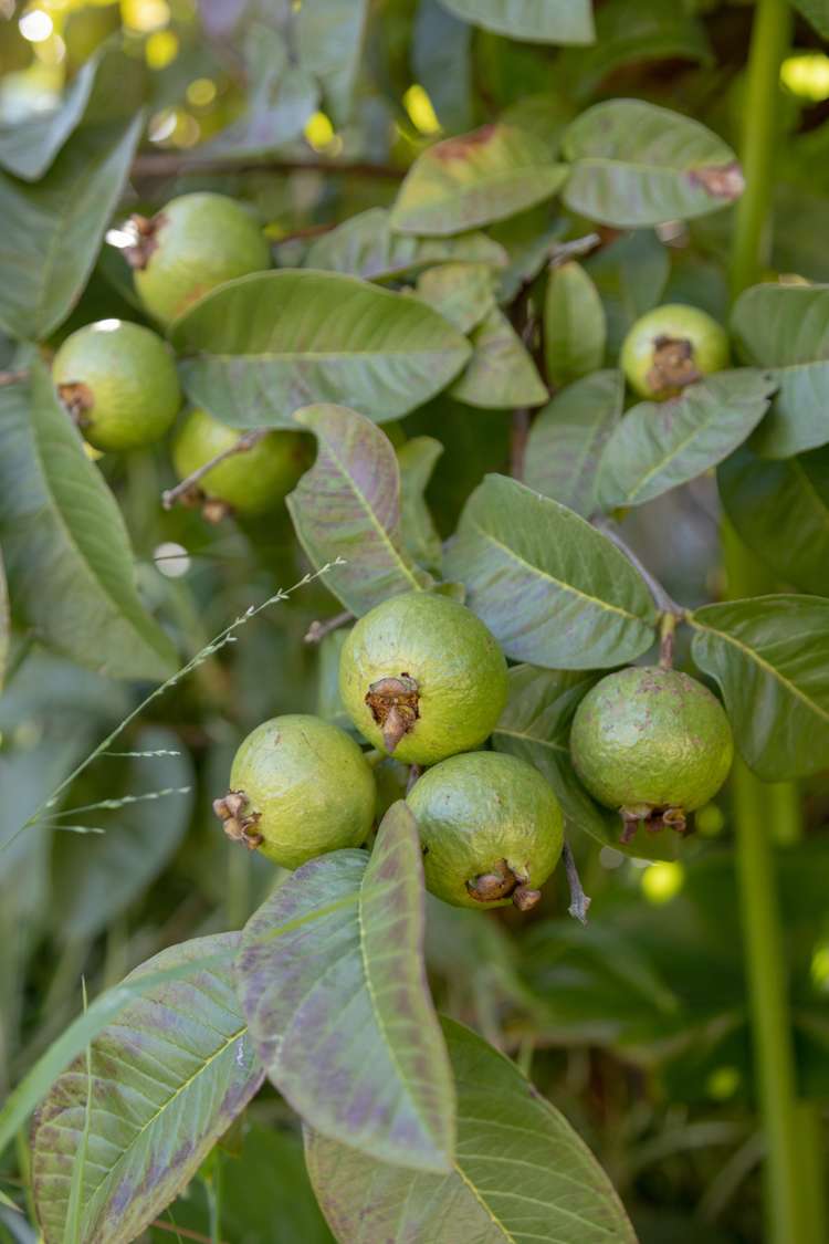 5 Links View Drive Omokoroa_34