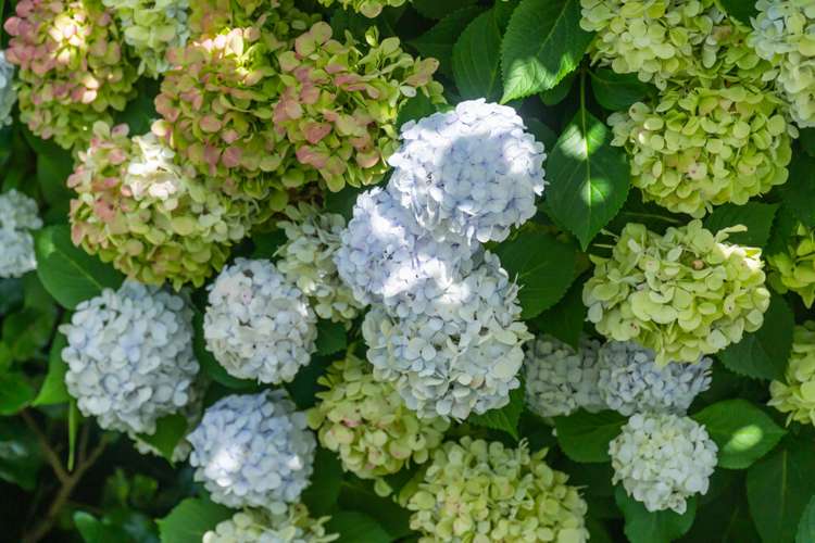 33a Reihana Street Orakei_26