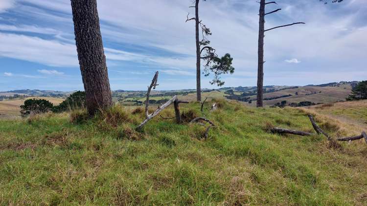 Wearmouth Road Paparoa_12