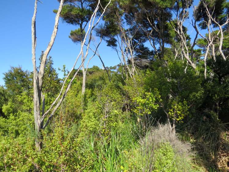 614 Wyuna Bay Road Coromandel_10