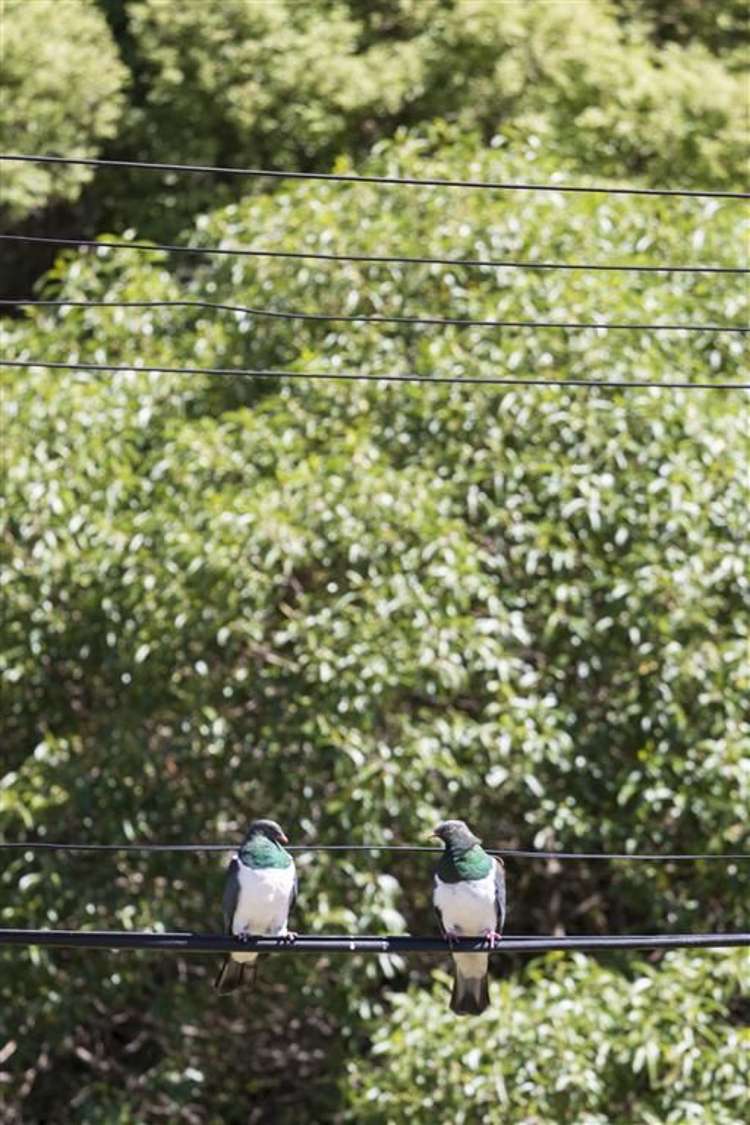 71 Tikao Bay Road Wainui_32